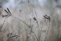 Dry grass on a blurry background Royalty Free Stock Photo