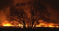 Night Fire In The Field. Dry grass burning around big tree.