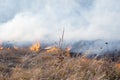 Dry grass burning on field day close-up. Burning dry grass. Flame, fire, smoke Royalty Free Stock Photo