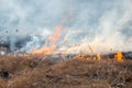 Dry grass burning on field day close-up. Burning dry grass. Flame, fire, smoke Royalty Free Stock Photo