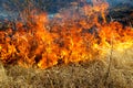 Dry grass burning in the forest