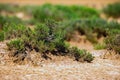 Dry grass bush on cracked takir soil in semi-desert Royalty Free Stock Photo