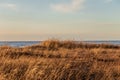 Dry grass on Calm Baltic sea background in golden hour Royalty Free Stock Photo