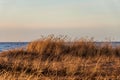 Dry grass on Calm Baltic sea background in golden hour Royalty Free Stock Photo