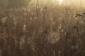 Dry grass and cobweb in dew drops Royalty Free Stock Photo