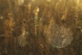 Dry grass and cobweb in dew drops Royalty Free Stock Photo