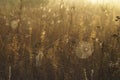 Dry grass and cobweb in dew drops Royalty Free Stock Photo