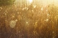 Dry grass and cobweb in dew drops Royalty Free Stock Photo