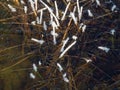 Dry grass covered with frost early morning, Royalty Free Stock Photo