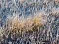 Dry grass covered with frost early morning, Royalty Free Stock Photo