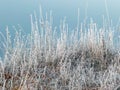 Dry grass covered with frost early morning, Royalty Free Stock Photo