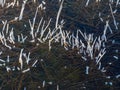 Dry grass covered with frost early morning, Royalty Free Stock Photo