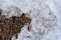 Dry grass covered with white melting snow, natural background close up detail