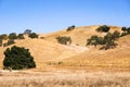 Dry grass covering rolling hills, Coyote Lake - Harvey Bear Park, south San Francisco bay area, Gilroy, California Royalty Free Stock Photo