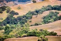 Dry grass covering rolling hills in south San Francisco bay area, San Jose, California Royalty Free Stock Photo