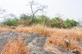 Dry grass and dead tree in autumn on the top of mountains with black rock land forms of Sanjay Gandhi National Park, Mumbai, India Royalty Free Stock Photo