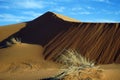 Dry grass in desert Royalty Free Stock Photo