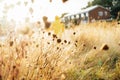 Dry grass with dew on meadow after rain in sunset sunlight with back view walking woman in yellow raincoat on the Royalty Free Stock Photo