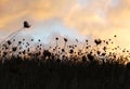 Dry grass, dramatic cloudy sky as background Royalty Free Stock Photo