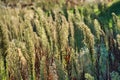 dry grass Royalty Free Stock Photo