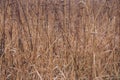 Dry grass in the field. Autumn nature. Reeds in the meadow. Nature in details. Agriculture and farming concept.