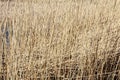 Dry grass and field background, gold color, grass texture Royalty Free Stock Photo