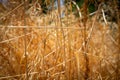 Dry grass texture form abstract background Royalty Free Stock Photo