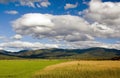 Dry grass in the field