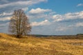 Dry grass in the field in spring Royalty Free Stock Photo