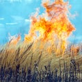 Dry Grass Field Fire Disaster Closeup Royalty Free Stock Photo