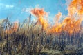 Dry Grass Field Fire Disaster Closeup Royalty Free Stock Photo