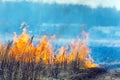 Dry Grass Field Fire Disaster Closeup Royalty Free Stock Photo