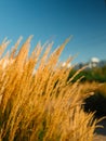 Dry grass on the field. Fluffy spikelets of dry grass. Blades of grass sway in the wind. Spikelets, panicles of dry grass. Close-u