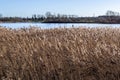 Dry grass field on lake side in late winter