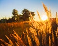 Dry grass field scene Royalty Free Stock Photo