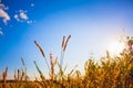 Dry grass field scene Royalty Free Stock Photo