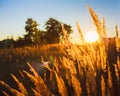 Dry grass field scene Royalty Free Stock Photo