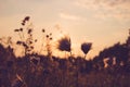Dry Grass field at sunset or sunrise, grass flowers with rim of