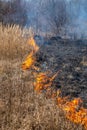 Dry grass fire in the steppe. Burning dry grass in the spring Royalty Free Stock Photo