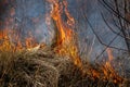 Dry grass fire in the steppe. Burning dry grass in the spring Royalty Free Stock Photo