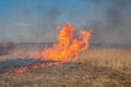 Dry grass fire in the steppe. Burning dry grass in the spring Royalty Free Stock Photo