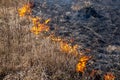 Dry grass fire in the steppe. Burning dry grass in the spring Royalty Free Stock Photo