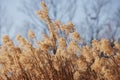Dry grass flowers plant, meadow winter background