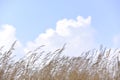 Dry grass flowers in the sky background. Close view of grass stems against  sky. Calm and natural background. Soft Selected focus Royalty Free Stock Photo