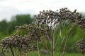 Dry grass - flowers of tancy - Tanacetum vulgare - in the spring sunlight, the colors of the spring in the north Royalty Free Stock Photo