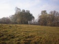 Dry grass in the foreground , forest in background, autumn,country villige Royalty Free Stock Photo