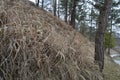 Dry grass Royalty Free Stock Photo