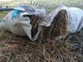 Dry grass in garbage bags Royalty Free Stock Photo
