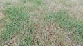 dry grass between green and beige