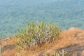 Dry grass with green cacti in autumn on the top of mountains with black rock land forms of Sanjay Gandhi National Park, Mumbai,